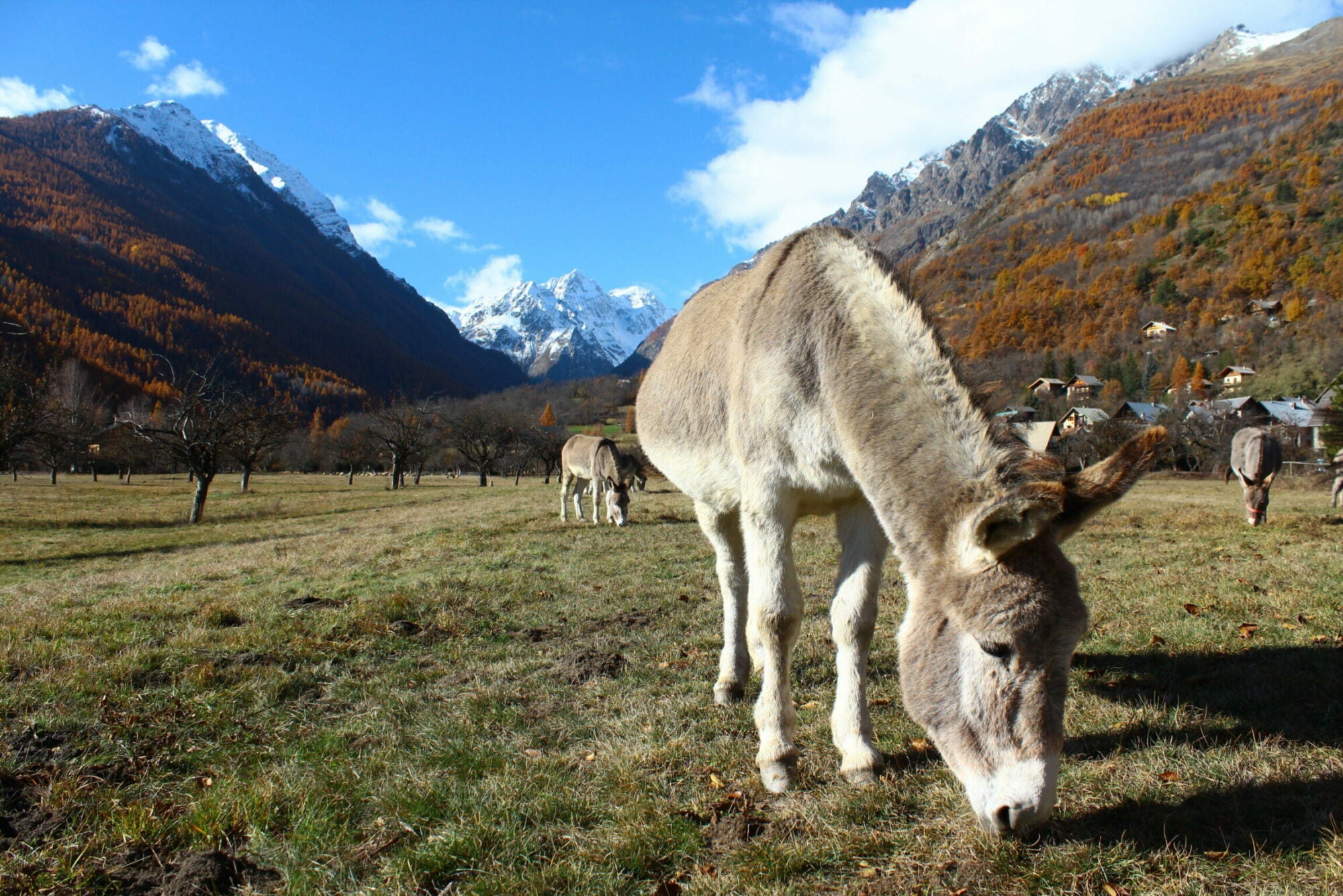 anesses prés ferme ecrins